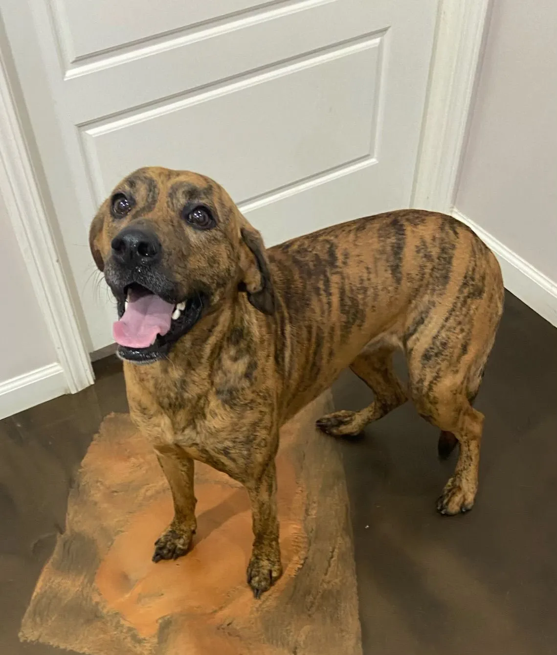 NEA Veterinary Clinic Veterinarian in Corning, AR